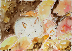 Limace de mer. Aquarelle. 2023